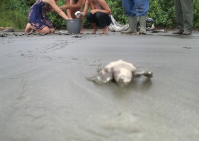 Baby turtle sea turtle conservation Costa Rica