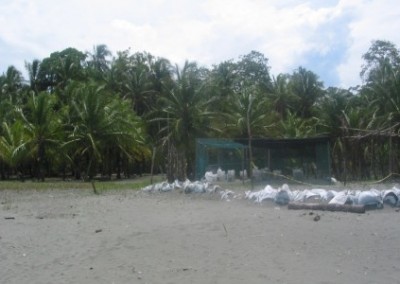 Beach and palm trees sea turtle conservation Costa Rica