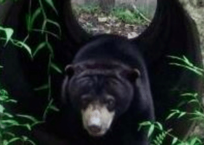 Bear Orangutan Sun Bear and Wildlife Rescue in Indonesia