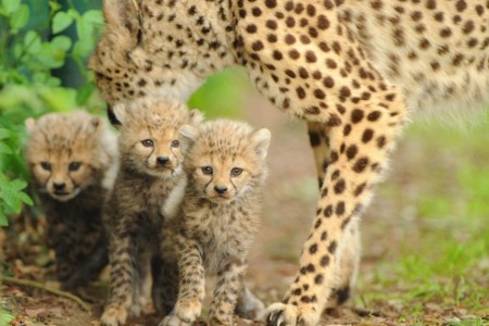 Cheetah family Family Volunteering Building to Kruger Adventure