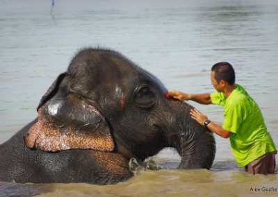 Cleaning elephant Elephant Welfare in Eastern Mahout Communities in Thailand