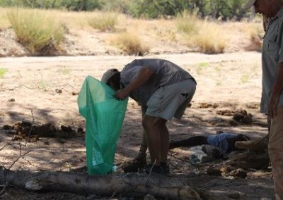 Collecting dung for the compost Elephant and Water Access project Namibia