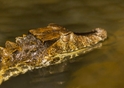 Croc environmental conservation Peru
