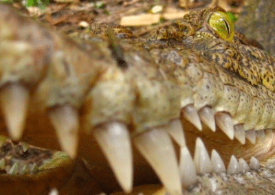 Crocodile Orangutan Sun Bear and Wildlife Rescue in Indonesia