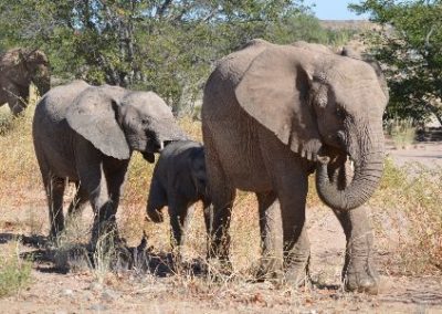 Cute Elephant family Elephant and Water Access project Namibia