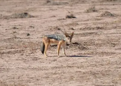 Desert fox Elephant and Water Access project Namibia