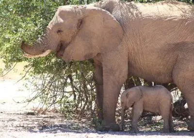 Elephant and baby Elephant and Water Access project Namibia