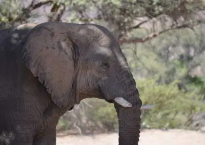Elephant close up Elephant and Community water project in Namibia