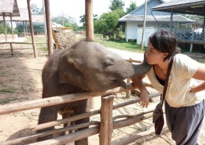 Elephant kiss Elephant Welfare in Eastern Mahout Communities in Thailand