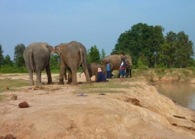 Elephants by water Elephant Welfare in Eastern Mahout Communities in Thailand