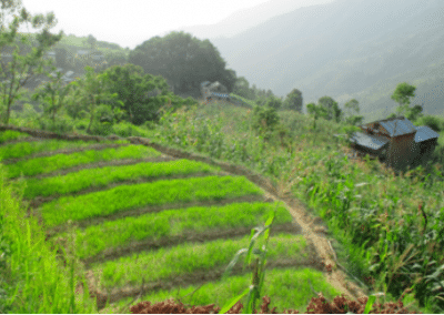 Farming fields Empower Women on Sustainable Agriculture Initiative in Nepal