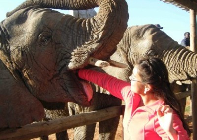 Feeding an elephant veterinarian internship South Africa