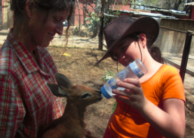 Feeding young impala Bulawayo Wildlife Rescue Sanctuary in Zimbabwe