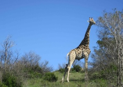 Giraffe and blue sky veterinarian internship South Africa