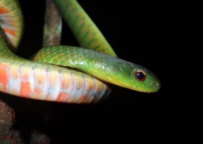 Green snake environmental conservation Peru