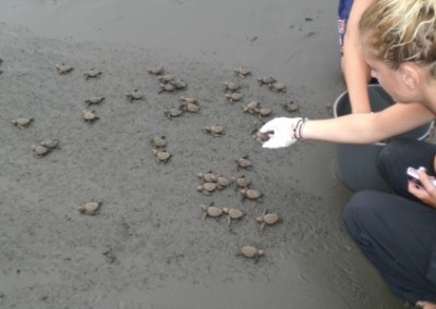 Hatchlings sea turtle conservation Costa Rica