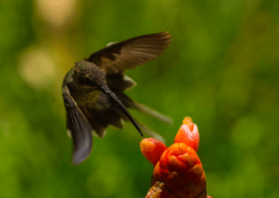 Hummingbird and flower environmental conservation Peru