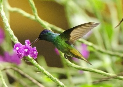 Hummingbird environmental conservation Peru