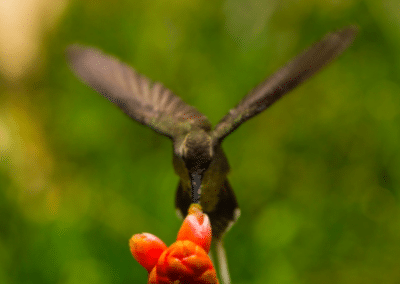 Hummingbird head on environmental conservation Peru