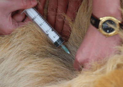 Injection Bulawayo Wildlife Rescue Sanctuary in Zimbabwe