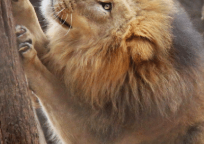 Lion Bulawayo Wildlife Rescue Sanctuary in Zimbabwe
