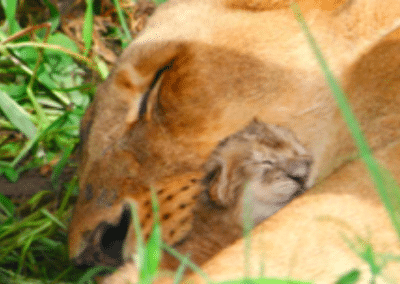 Lion and cub Antelope Park Lion Breeding and Rehabilitation in Zimbabwe