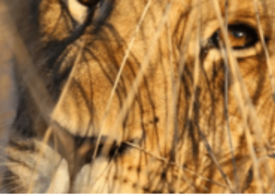 Lion close up Antelope Park Lion Breeding and Rehabilitation in Zimbabwe