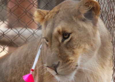 Lion close up Bulawayo Wildlife Rescue Sanctuary in Zimbabwe