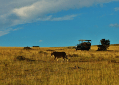 lioness in the wild on the plains and jeep in the background
