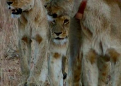 Lions Antelope Park Lion Breeding and Rehabilitation in Zimbabwe