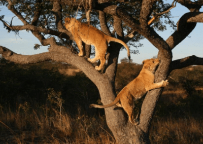 Lions climbing Antelope Park Lion Breeding and Rehabilitation in Zimbabwe