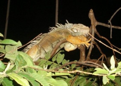 Lizard on branch wildlife rescue Ecuador