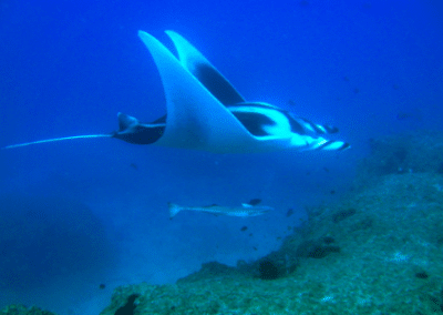 Manta Ray Marine Whale Shark and Manta Ray Conservation including Padi Diving in Mozambique