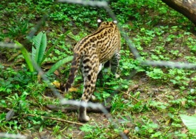 Margay prowling wildlife rescue Ecuador