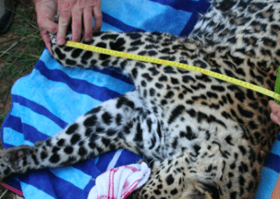 Measuring Leopard Bulawayo Wildlife Rescue Sanctuary in Zimbabwe