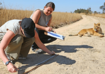 Measuring lion Antelope Park Lion Breeding and Rehabilitation in Zimbabwe