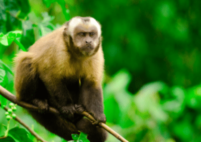 Monkey environmental conservation Peru