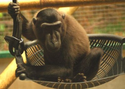 Monkey in bowl Orangutan Sun Bear and Wildlife Rescue in Indonesia