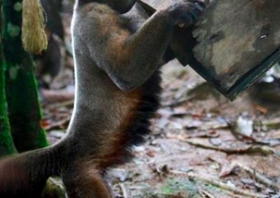Monkey wildlife rescue Ecuador