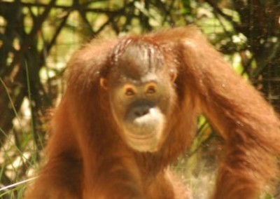 Orangutan Orangutan Sun Bear and Wildlife Rescue in Indonesia