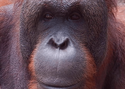 Orangutan Orangutan Sun Bear and Wildlife Rescue in Indonesia