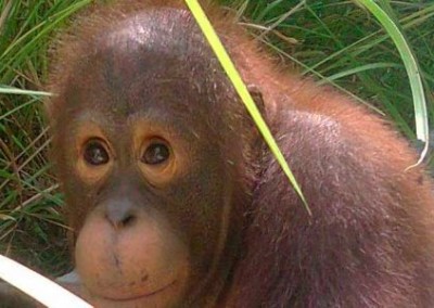 Orangutan close up Orangutan Sun Bear and Wildlife Rescue in Indonesia