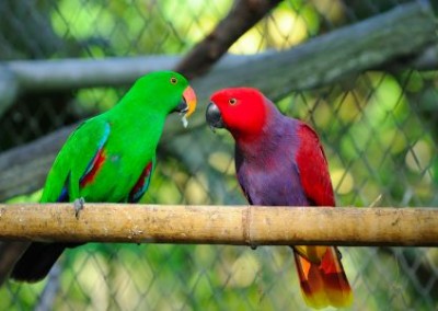 Parrots Orangutan Sun Bear and Wildlife Rescue in Indonesia