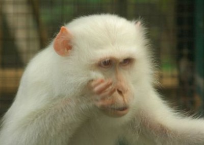 Primate face Orangutan Sun Bear and Wildlife Rescue in Indonesia