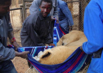 Rescue animal Bulawayo Wildlife Rescue Sanctuary in Zimbabwe