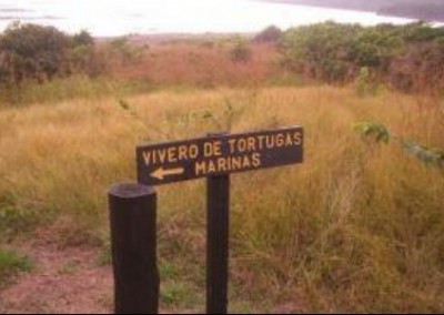 Road sign sea turtle conservation Costa Rica