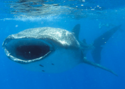 Shark Marine Whale Shark and Manta Ray Conservation including Padi Diving in Mozambique