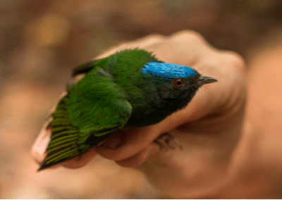 Small bird resting on fingers environmental conservation Peru