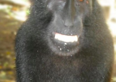 Smile Orangutan Sun Bear and Wildlife Rescue in Indonesia