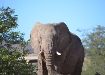 Stellar Elephant and Water Access project Namibia